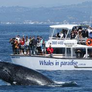 gc30whale-list Thumbnail